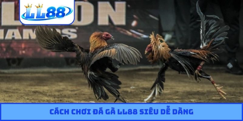 Cách chơi đá gà LL88 siêu dễ dàng