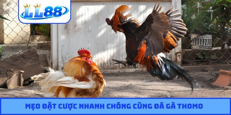 Mẹo đặt cược nhanh chóng cùng đá gà Thomo