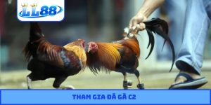 Đá gà C2