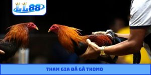 Đá gà Thomo